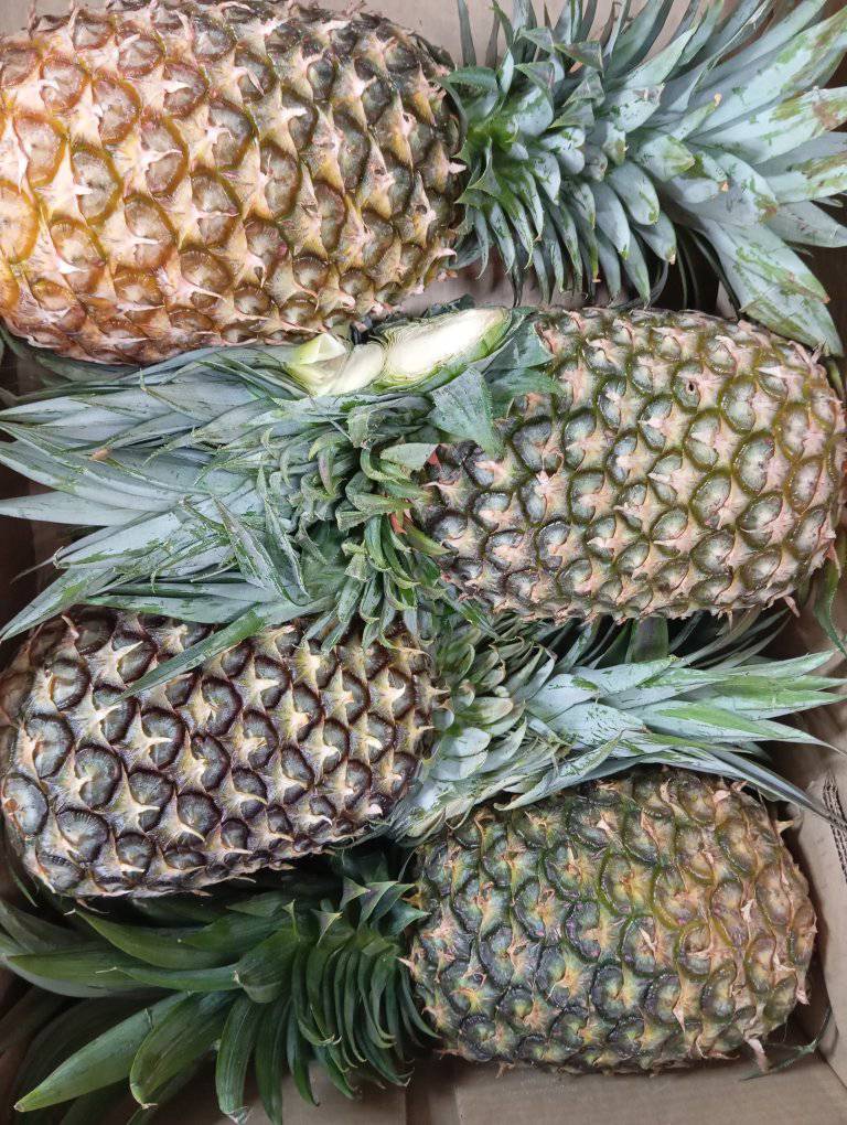 493914128_1036122225292115_6371336996253834749_n